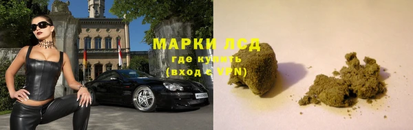 прущие грибы Белокуриха